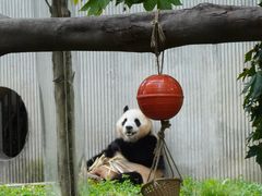 -卧龙中华大熊猫苑神树坪基地
