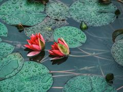 -国家植物园南园