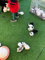 -萌宠亲子动物乐园(槐房万达店)