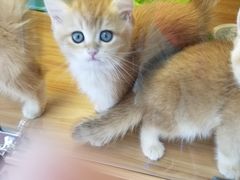 -猫十亿·布偶金渐层·曼基康矮脚猫舍(青年路店)