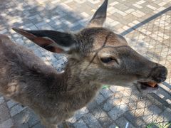 -长白岛森林公园