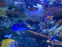 -上海海洋水族馆