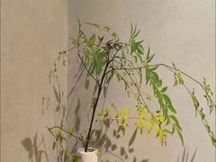 -浅森·龙凤筋SPA·私域调理