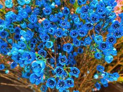 -沪花拾者(好再来花卉鲜花店)