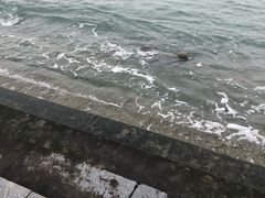-叶氏麻糍(鼓浪屿店)