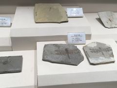 -辽宁古生物博物馆