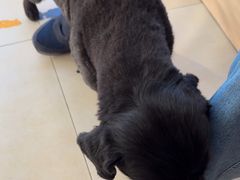 -宠福鑫康馨动物医院·骨科·眼科