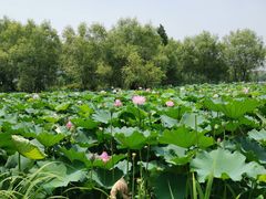 -长兴太湖图影湿地文化园