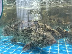 -巧克力渔家.小船海鲜胶东菜(万平口店)