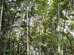 -上海佘山国家森林公园天马山园