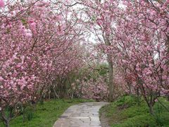 -上海共青森林公园
