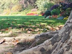 -上海共青森林公园