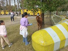 -前小桔亲子创意农场·草莓采摘·露营烧烤