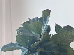 -八号公馆·老上海SPA(深圳北站店)