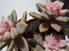 -合和大唐足道·泰式·SPA (凤城五路店)