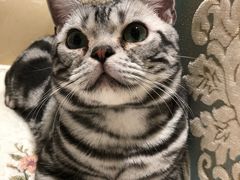 -猫大福·Fortune Cat猫舍(百子湾店)