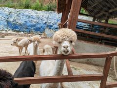 -栾川竹海野生动物园