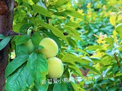 -龙寺生态园