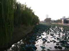 -桐乡植物园
