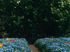 -上海滨江森林公园