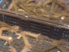 -九月海·海鲜自助(世纪东方店)
