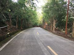 -大屏嶂森林公园