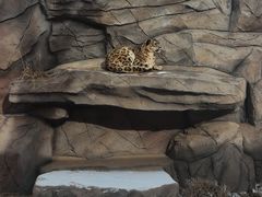 -青藏高原野生动物园