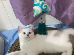 -lincat·猫舍(广州店)