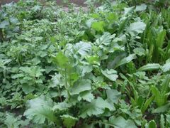 蔬菜-白草畔自然风景区