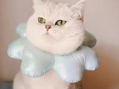 -欣宠猫屋·矮脚拿破仑·蓝金金渐层