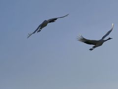 -盐城丹顶鹤湿地生态旅游区