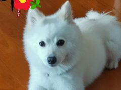 -爱侣·安琦尔宠物医院·中兽医针灸·心内科·狂犬免疫点(宝山区院)