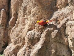-西霞口神雕山野生动物世界