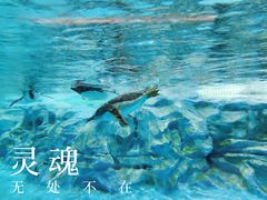 -帝企鹅自助餐厅•儿童岛•真企鹅(长隆企鹅酒店)