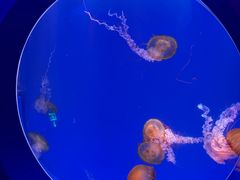 -海合安青岛极地海洋公园