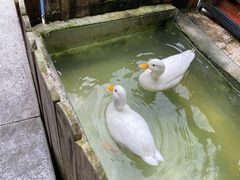 -上海崇明金茂凯悦酒店