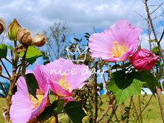 -春花秋色城市公园