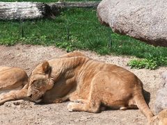 -北京野生动物园