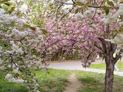 -莲花池公园