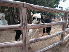 -西霞口神雕山野生动物世界