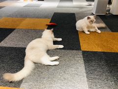 -米宠家·撸猫猫咖小萌宠·猫咪洗澡·猫咪寄养(高新大都荟店)