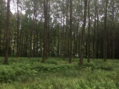 -黄海国家森林公园