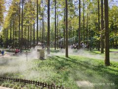 -黄海国家森林公园