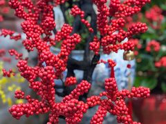 -双季花艺园艺市场(浦东店)