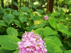 -上海滨江森林公园
