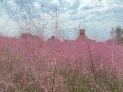 -杭州湾海上花田景区