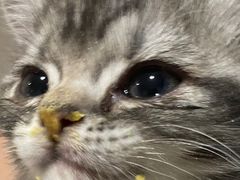 -小伙伴宠物医院•急重症转诊中心·老年专科·犬猫全科(北大街总院)