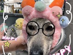 -Oh My Dog宠物沙龙(伊珊娜皮毛护理店)