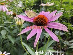 -东升八家郊野公园