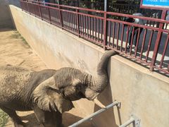 -西霞口神雕山野生动物世界